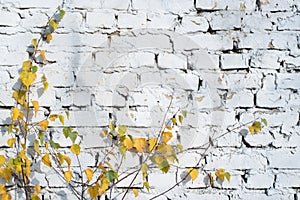 Brick wall with gray paint and birch twigs outdoors. Horizontal brickwork texture background exterior