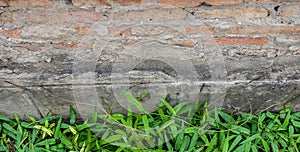 Brick wall with green hedge