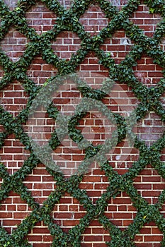 Brick wall with green ivy