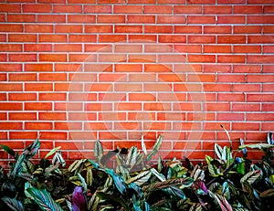 Brick wall with a littel bush tree below