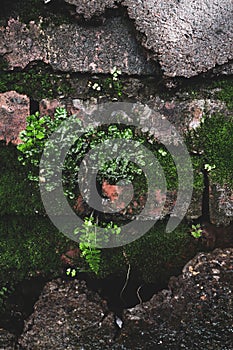 Brick wall moss and fern stones
