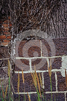 Brick wall of an old building. Made of orange, red, brown bricks. Retro, background.