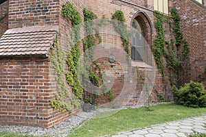 Brick wall, overgrown with ivy