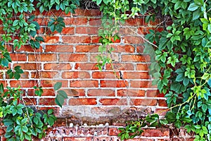 Brick wall overgrown with ivy