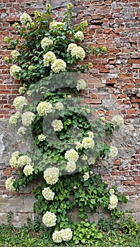 Brick wall reclaimed by climbing hydrangeas in bloom