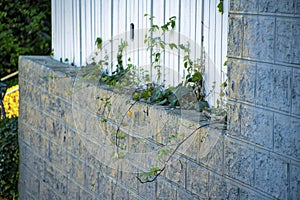 Brick wall selective focus with parasitic vine on white picket fence in yard of house or home in suburban neighborhood