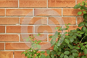 Brick wall texture with rose bush