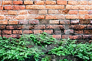 Brick wall and tree.