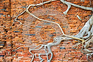 Brick wall and tree roots growing through it as background