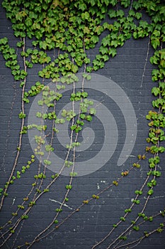 Brick wall with vine branches Background