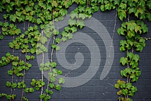 Brick wall with vine branches Background