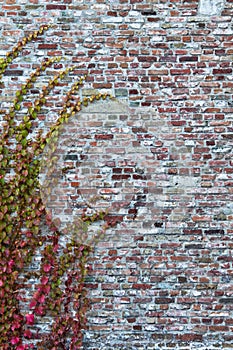 Brick wall with wild vine tendrils