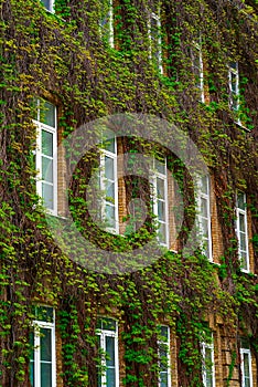 Brick wall with windows covered with green vegetation