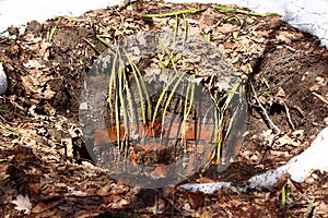 Brick well going underground, descent down