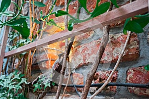 Bricks with Greenery and wooden framing