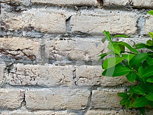 Bricks wall texture background photo and vector