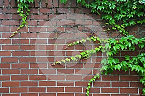 Japanese creeper growing on brickwall