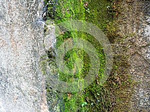 Brickwork breaks through under the cement. Background from an old wall and moss. Mold and moss on the wall. Part of an old house