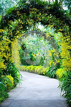 Bridal arch footpath in a botanical garden