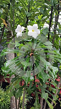 Bridal bouquet (Plumeria pudica)