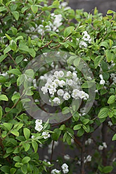 Bridalwreath Spiraea prunifolia photo