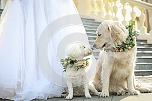 Bride and adorable dogs wearing wreathes made of beautiful flowers outdoors, closeup