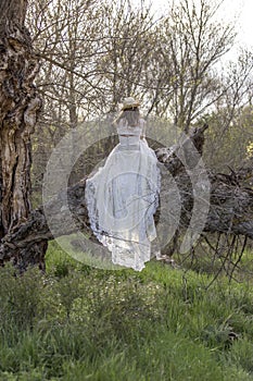 BRIDE IN THE FIELD BETWEEN TREES AND NATURE