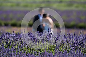 Bride and groom blurred having fun in a field of lavender on a flower farm in the Cotswolds, UK