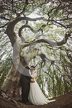 Bride and Groom kiss inside willow tree