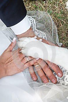 Bride and grooms hands with dogs paw on it