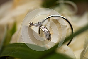 Bride and grooms wedding rings closeup on white rose DOF focus on rings