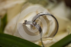Bride and grooms wedding rings closeup on white rose DOF focus on rings