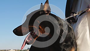 The bride is holding a Doberman on a leash. Close-up of a dog with an open mouth on the background of the bride.