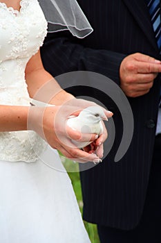 Bride holding a dove at wedding