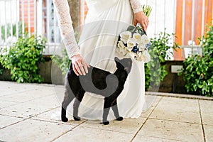 Bride with a wedding bouquet stroking a black cat on the street