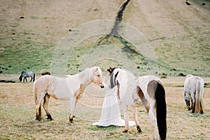 Bride in a white dress stands next to the horses in the pasture. Iceland