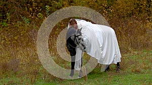 Bride in white wedding dress sitting on horse that eating