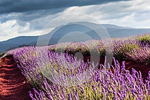 Bridestowe Lavender farm, Pure Lavender, Tasmania