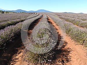 Bridestowe Lavender Farm, Tasmania