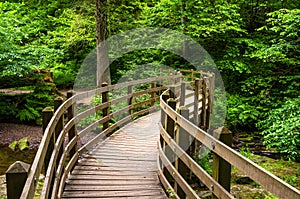 Bridge along a Forest Path