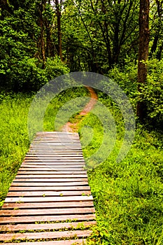 Bridge along a trail in a lush forest in Codorus State Park