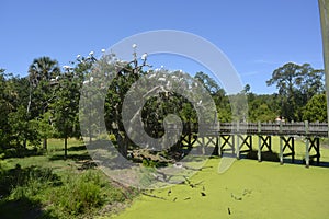 Wooden bridge in Central Park photo