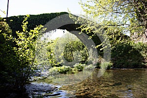 Bridge covered in moss in a forest