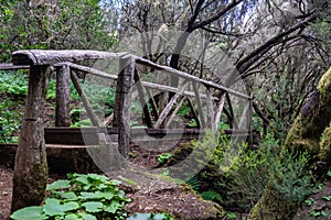 Bridge that crosses a Laurisilva forest. photo