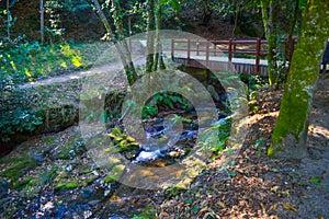 Bridge crossing a small river in middle of a green forest