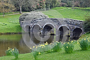 Bridge and Daffodils - Stourhead in Spring