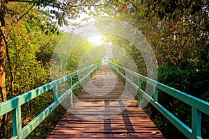 Bridge in deep natural green forest