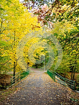 Bridge in a forest