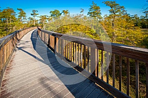 Bridge in a forest