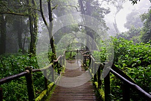 Bridge in forest,Doi Intanon, beauty in nature.